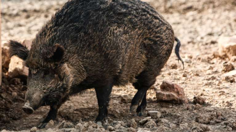 Απίστευτο: Γέμισε η Χαλκιδική αγριογούρουνα – Ανησυχία για αφρικανική πανώλη και καλλιέργειες