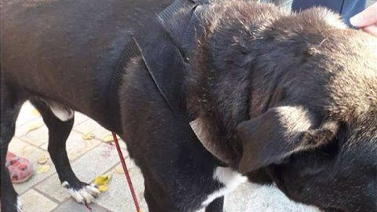 Βόλος: Πίσω από την κτηνωδία σε σκύλο κρυβόταν ένας φοιτητής - Του έριξε με βαλίστρα [εικόνα]