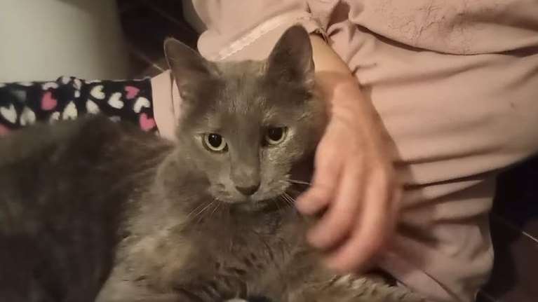 Η Σοφία είναι μια γατούλα που είχε σπίτι αλλά της συνέβη κατι θλιβερό και απρόοπτο
