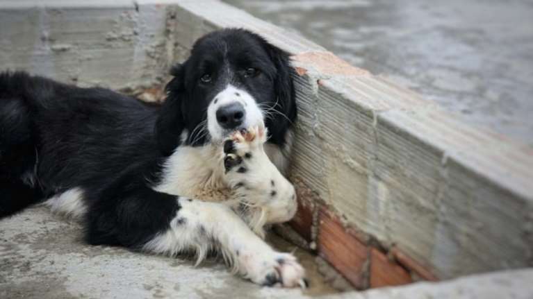 Σώστε ένα αδεσποτάκι: H Γιασεμί έχει έξοδο και δεν είναι καθόλου ικανοποιημένη από την μανικιουρίστα της