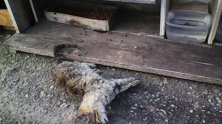 Αρρωστημένα μυαλά δηλητηρίασαν με φόλες 22 γάτες στη Σύρο