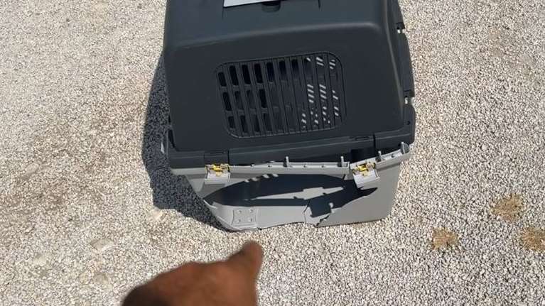 Δεύτερο περιστατικό με σπασμένο κλουβί μεταφοράς ζώου σε αεροδρόμιο - Τι πραγματικά συμβαίνει