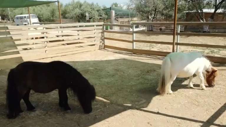 &quot;Άμπελος Βοχαϊκού&quot;: Η φάρμα διάσωσης για κακοποιημένα ζώα -  &quot;Είναι το όνειρό μας&quot;