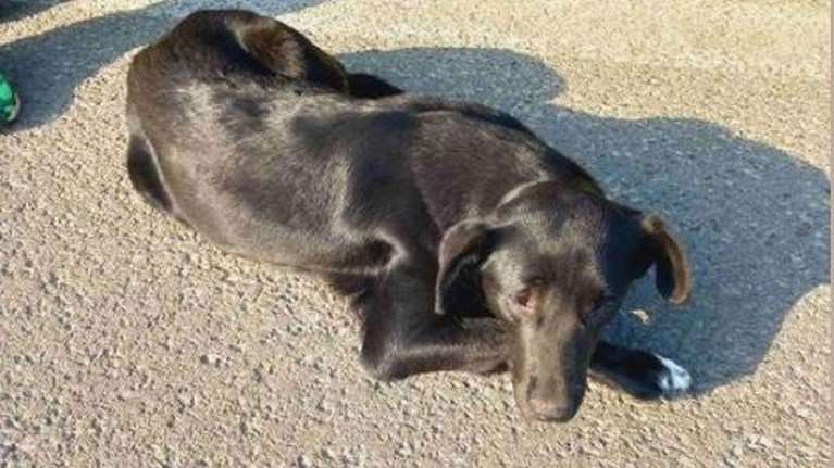 Μετέφεραν και παράτησαν τυφλή σκυλίτσα στην εθνική οδό από τα Καμένα Βούρλα - Ενα από τα ανεπιθύμητα αδέσποτα του δήμου