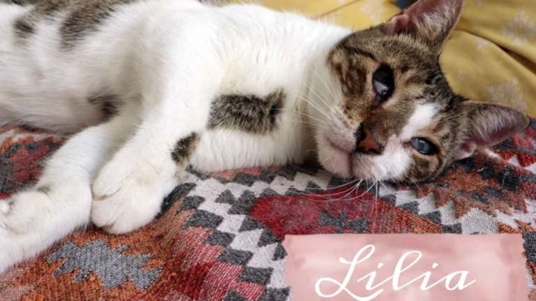 Η Λίλια βλέπει ελάχιστα - Φανταστείτε σχεδόν τυφλή στο δρόμο - Αναζητά το πρόσωπο σας με τη μουσούδα της