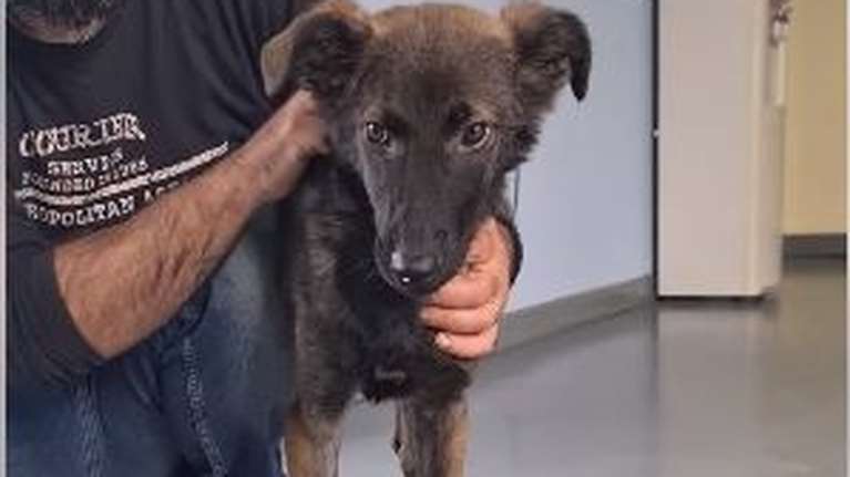 Σώστε ένα αδεσποτάκι: Η Ηρα, βρέθηκε δεμένη με αλυσίδα στον δρόμο - Από την ασιτία δεν μπορούσε να σταθεί