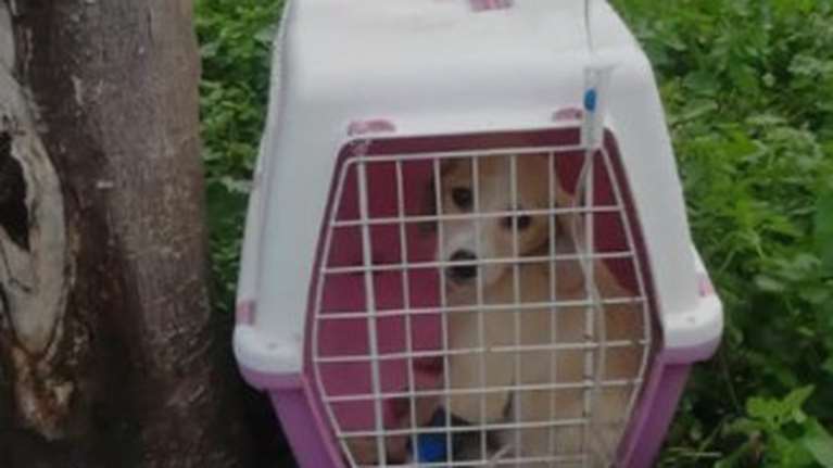 Πέθανε το κουτάβι που &quot;νοσήλευαν&quot; με ορό εν μέσω ψύχους κάτω από δέντρο