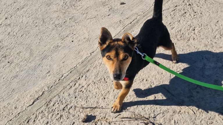 Ο Σκούτερ είναι κάτι ανάμεσα σε Πίνσερ και Τζακ Ράσελ και είναι πάντα έτοιμος