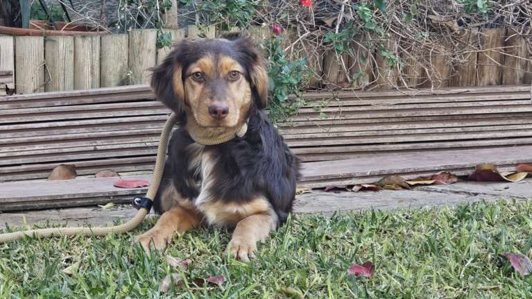 Η Τρούφα είναι κάτι ανάμεσα σε Σέτερ και σε σοκολάτα γάλακτος - Γεννήθηκε στον δρόμο, μέσα στην καρδιά του καλοκαιριού