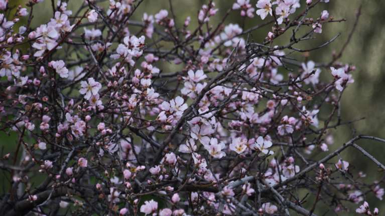 Αργολίδα: Μετά τις συκιές άνθισαν και οι... αμυγδαλιές [εικόνες]