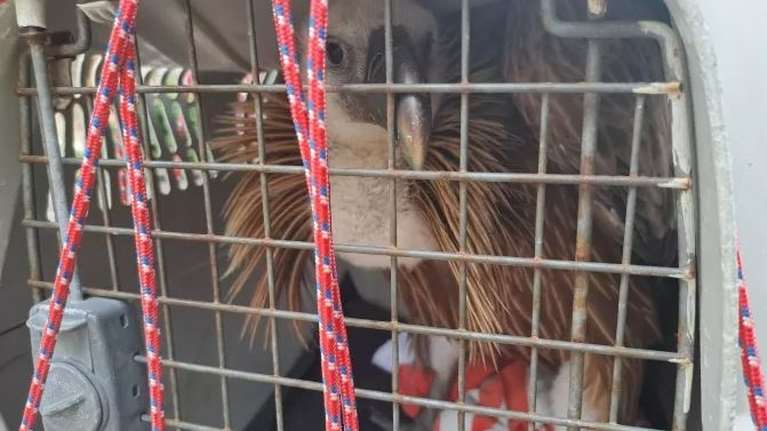 Mοναδικής αξίας περιστατικό διάσωσης άγριου ζώου: Γύπας σώθηκε από προσκόπους στη Λέσβο