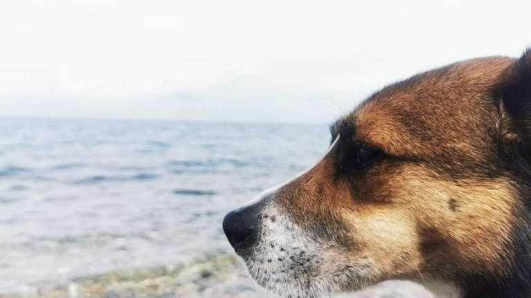 Φρίκη στην Κατερίνη: Αδέσποτος σκύλος χρησιμοποιήθηκε ως στόχος – Περισσότερα από 30 σκάγια στο σώμα του