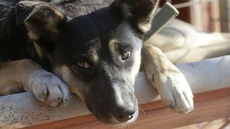 Καλάβρυτα: Πήρε το όπλο και πυροβόλησε τον σκύλο του γείτονά του