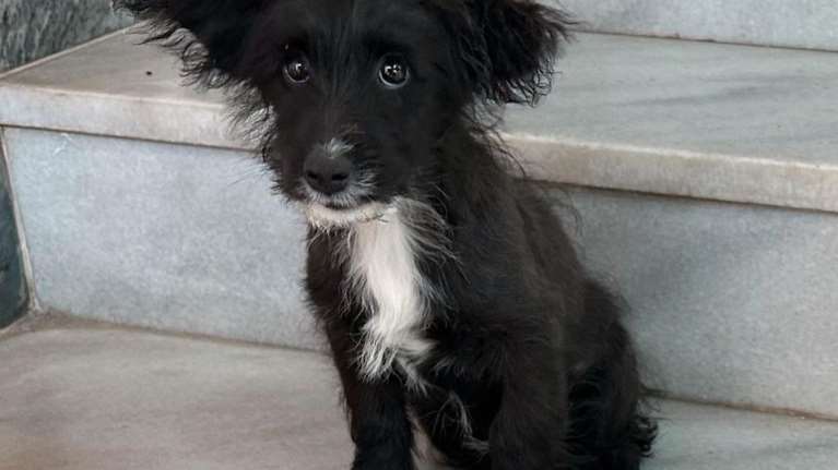 Σώστε ένα αδεσποτάκι: Κοιτάξτε ένα παιδί - &quot;Γειά θαθ, δεν μ&#39; αρέθει θτο δρόμο και κάνει και κρύο&quot;