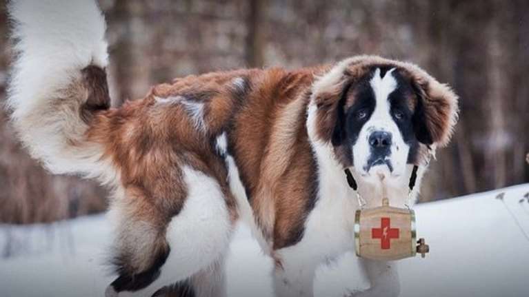 Ελβετία: Θάφτηκαν κάτω από χιονοστιβάδα - Τους έσωσαν οι σκύλοι τους που γάβγιζαν