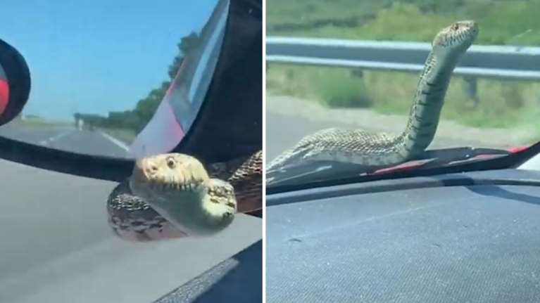 Φίδι σκαρφάλωσε σε καθρέφτη αμαξιού και ...κοιτούσε την οδηγό [βίντεο]