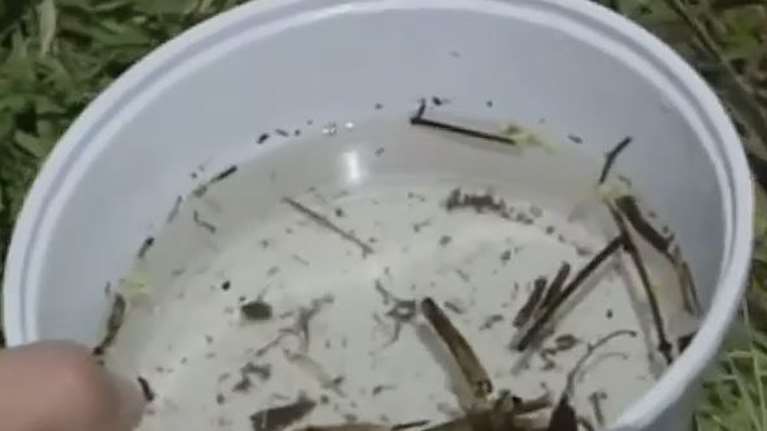 Παρέμβαση εισαγγελέα μετά από καταγγελία για νερό με σκουλήκια - Στο νοσοκομείο δύο παιδιά [Βίντεο]