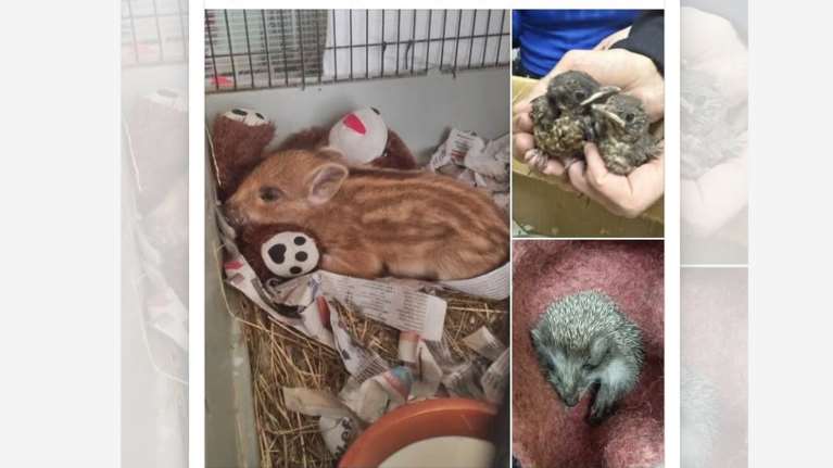 ΑΝΙΜΑ: Ξεκίνησαν τα μωρά της σεζόν, κοτσυφάκια, σκαντζοχοιράκια και ένα αγριογουρουνάκι - Μας χρειάζονται με δωρεές σε είδη