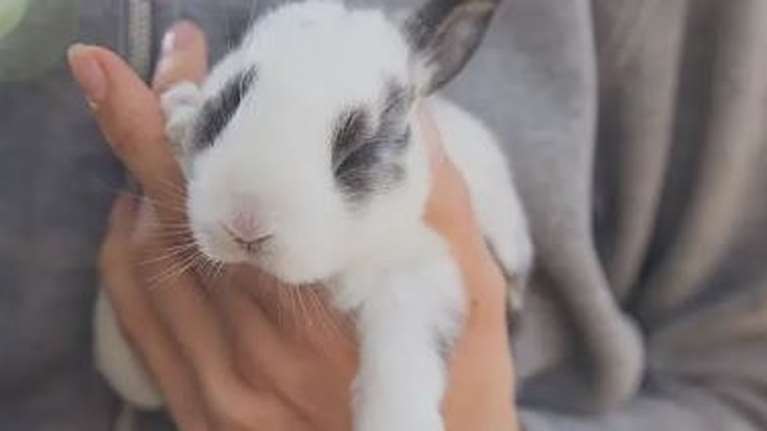 Eννέα πράγματα που πρέπει να γνωρίζετε πριν αποκτήσετε κατοικίδιο κουνέλι: Χρειάζονται περισσότερα από... καρότα