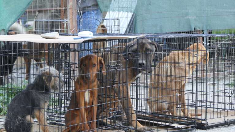 Το Eurogroup for Animals  για τον τερματισμό των δοκιμών σε ζώα