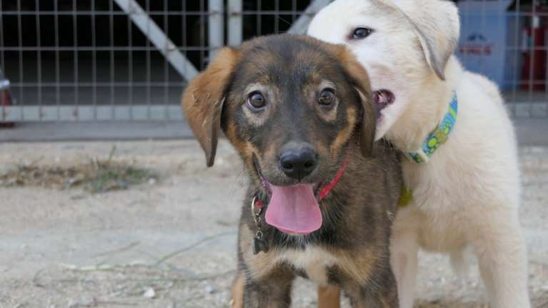 Γεννήθηκε σε ένα βουνό, από μια αδέσποτη σκυλίτσα  - Παίζει σαν τρελός με τα άλλα κουτάβια - Είναι γλυκός και αστείος