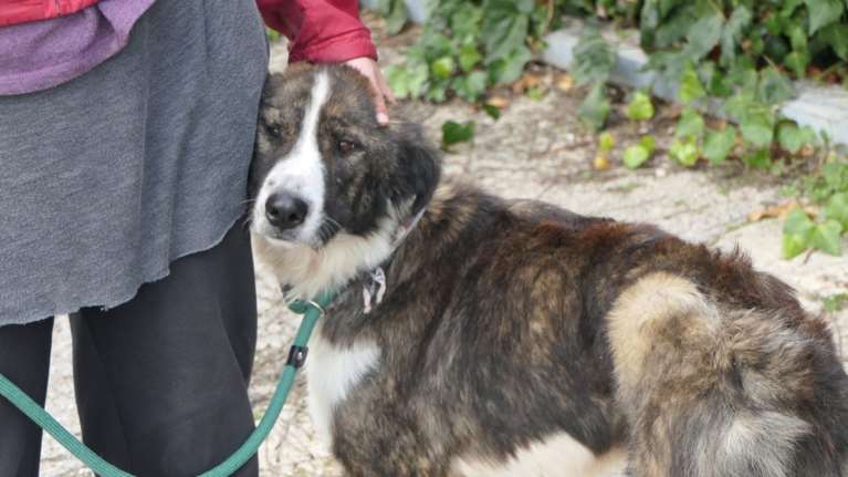 Σώστε ένα αδεσποτάκι: Η Αλεξία είναι γλυκιά, καλή, συνεργάσιμη, και κοινωνική