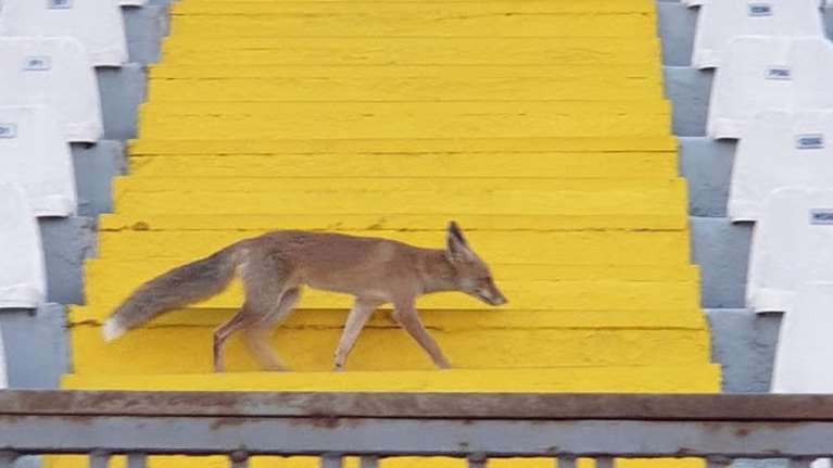 &quot;Ποδοσφαιρόφιλη&quot; αλεπού: Πήγε στο γήπεδο και παρακολούθησε την προπόνηση από τις εξέδρες