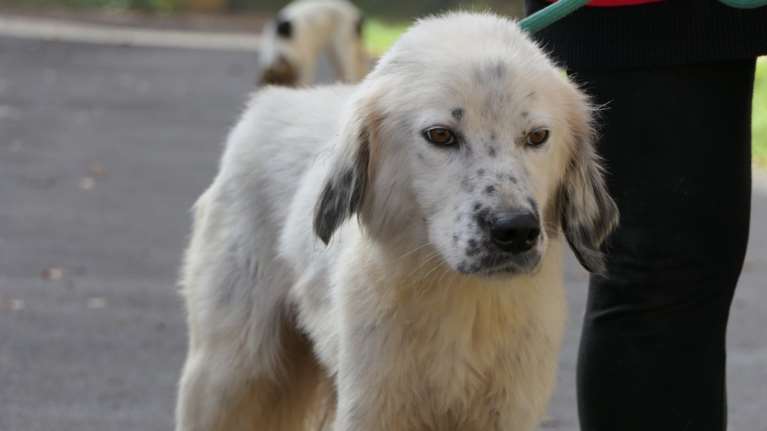 Σώστε ένα αδεσποτάκι: Ο Ιάσονας, ένα σύννεφο χαράς και απαλότητας που θα σας ομορφύνει τη ζωή