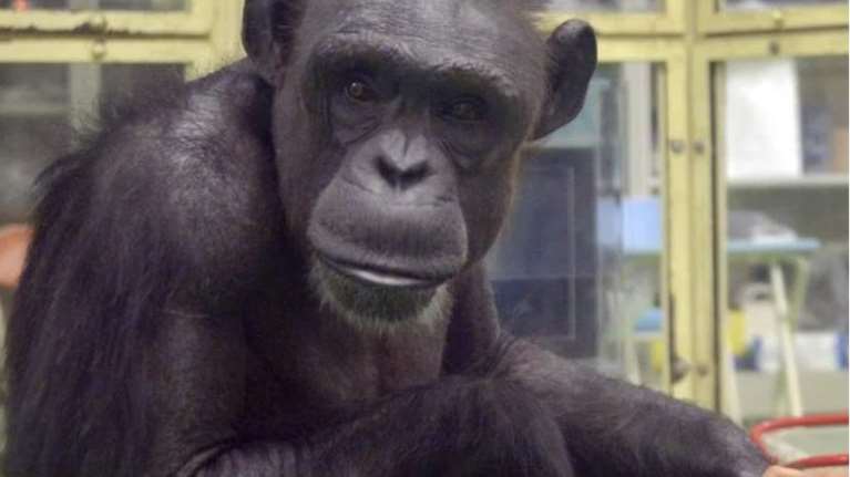 Πέθανε η Ai, η χιμπατζής-"θαύμα" -  Hξερε 100 κινεζικούς χαρακτήρες και τα γράμματα του λατινικού αλφαβήτου