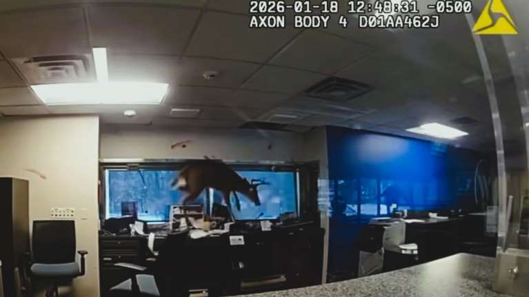 Απίθανο βίντεο: Ελάφι "εισέβαλε" σε τράπεζα της Νέας Υόρκης - Δεν είναι ΑΙ