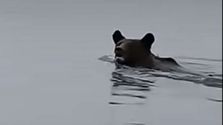 &quot;Γεια σου, αρκουδάκι πού πας;&quot; - Η τρυφερή προσέγγιση ψαρά - Το βίντεο που κολυμπά αμέριμνο σε λίμνη της Κοζάνης