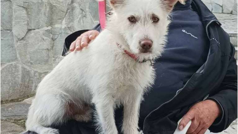 Αμύνταιο: Εδεσαν σκύλο με σύρμα και τον χτύπησαν μέχρι θανάτου