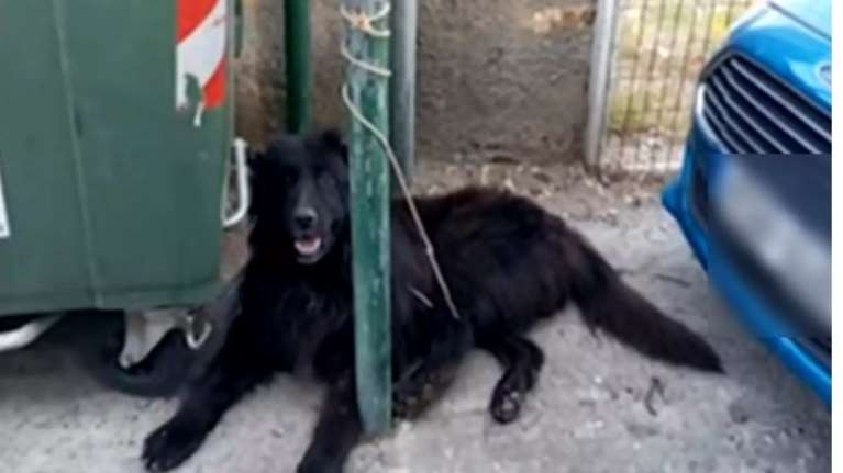 Nέα κτηνωδία στην Κρήτη: Ακρωτηρίασε σκύλο στο Ρέθυμνο και τον έδεσε στα σκουπίδια