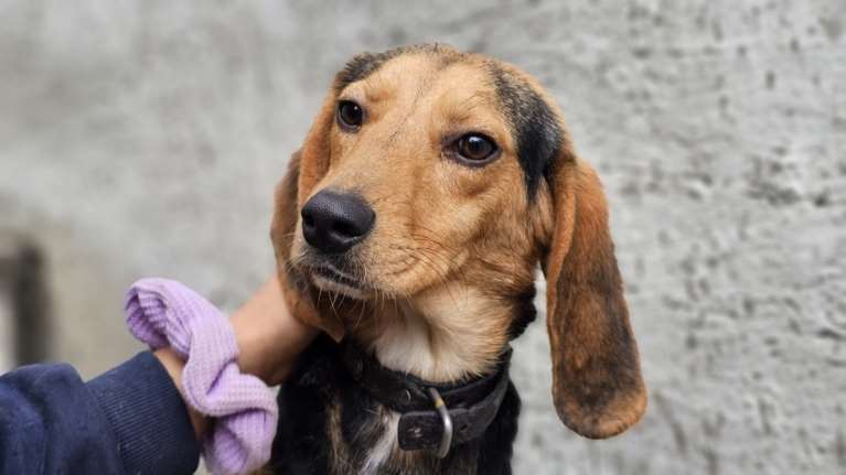 Ο Ντόμινικ ο μικροσκοπικός, o πολύ χαριτωμένος: Να σου κάνω μια αγκαλιά να περάσουν όλα