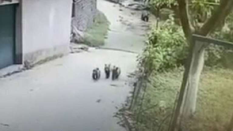 Μέτσοβο: Μεράκλωσαν τρία αρκουδάκια - Μπήκαν σε αποθήκη και ήπιαν όλο το κρασί και το τσίπουρο [βίντεο]