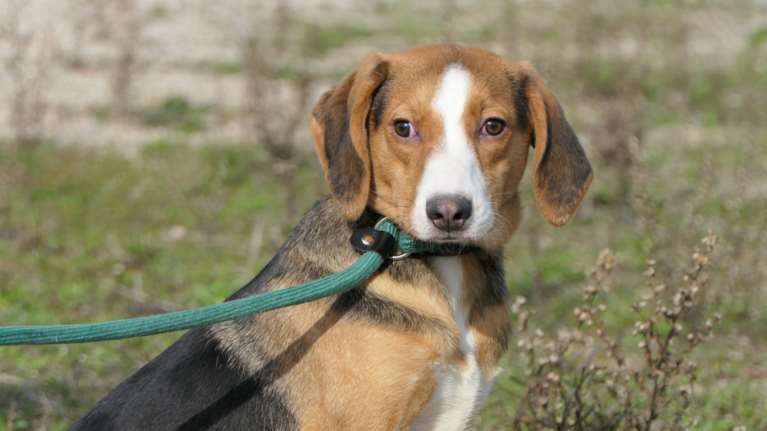 Η Μυρτώ: Αυτό που βλέπετε στο βλέμμα και το πρόσωπό της, αυτό είναι - Ένα σκυλί ευαίσθητο, λίγο φοβισμένο και διστακτικό