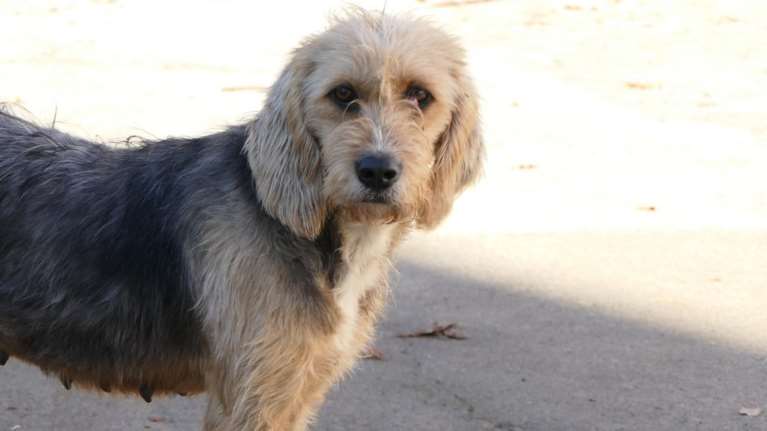 Σώστε ένα αδεσποτάκι: Κολέτ, η τρελοκαμπέρω - Δείτε τις φωτογραφίες της να καταλάβετε τι σας λέμε