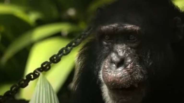 Ζωγραφίζει, τρώει με μαχαιροπίρουνα, βλέπει τηλεόραση… αλλά είναι μόνος δύο χρόνια: Ο Γιόκο, ο τελευταίος χιμπατζής σε αιχμαλωσία