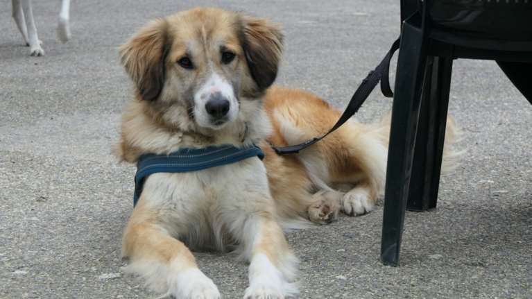 Με την Κοραλία θα περπατάτε μαζί και θα είστε περήφανοι