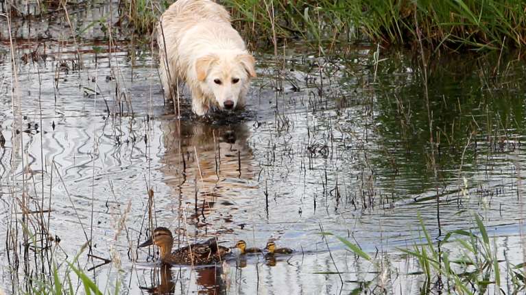 Κοροναϊός: Το πρώτο κρούσμα σε σκύλο- Μπήκε σε καραντίνα