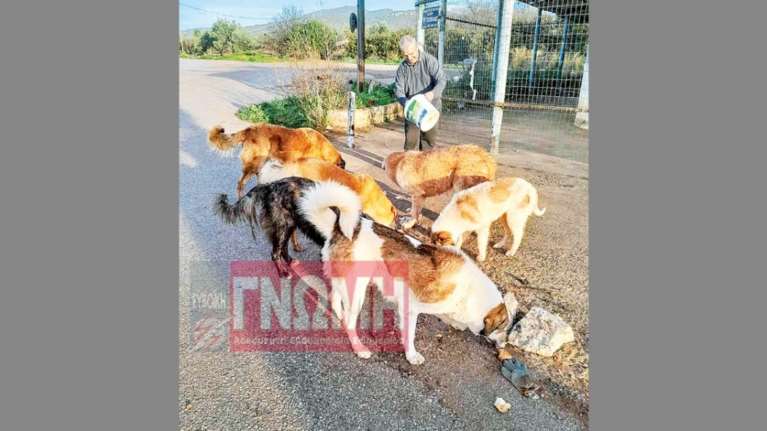Ανοιχτή πληγή τα αδέσποτα στη Ριτσώνα: &quot;Πολλά είναι άρρωστα και όλα είναι πεινασμένα&quot;