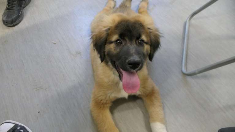 Κοιτάξτε μια φάτσα... Ο κούταβος Μουφάσα μάς κάνει να τραγουδάμε, είναι αστείος, γενναίος και ατσούμπαλος