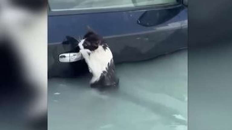 Ντουμπάι: Γάτα γραπώθηκε από χερούλι αυτοκινήτου για να σωθεί από τις πλημμύρες [Βίντεο]