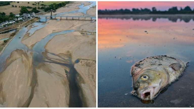 Εικόνες σοκ στη Γαλλία: Οκτώ τόνοι ψαριών πέθαναν από ασφυξία σε λίμνη, λόγω ξηρασίας και υψηλών θερμοκρασιών