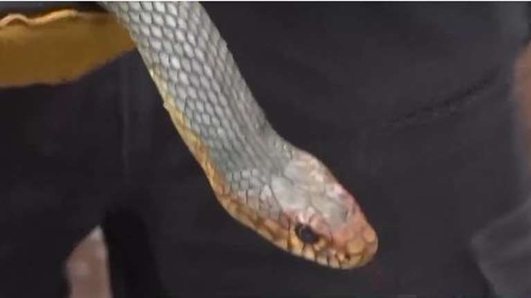 Πανικός με φίδι δύο μέτρων που βρέθηκε σε ντουζιέρα σπιτιού στη Θεσσαλονίκη