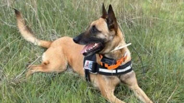 Νέα κτηνωδία: Μαζική δηλητηρίαση προστατευόμενων ειδών στον Εβρο - 47 νεκρά ζώα σε 10 ημέρες