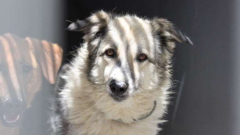 Σώστε ένα αδεσποτάκι: Κανένα σκυλί δεν θέλει τη μοναξιά, ούτε η Φιλίππα