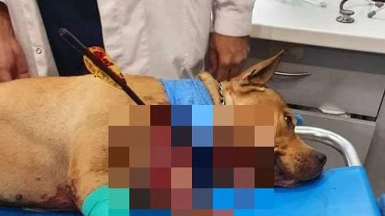 Συνελήφθη ο &quot;τοξοβόλος&quot; που σκότωσε τον σκύλο στην Πετρούπολη - Είχε προσπαθήσει άλλες δύο φορές