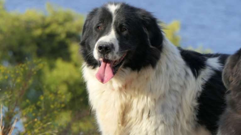 Ο Φοίβος είχε βρεθεί με σχοινί χωμένο στον λαιμό του, να έχει γίνει ένα με το δέρμα του - Οταν ήταν κουτάβι τον έδεσαν και τον παράτησαν