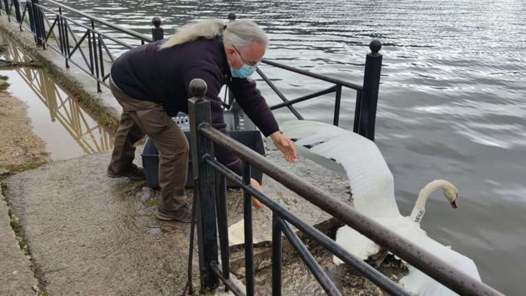 Στη λίμνη Παμβώτιδα μεταφέρθηκε ο &quot;θλιμμένος&quot; κύκνος της Καστοριάς που έχασε το ταίρι του [εικόνες]